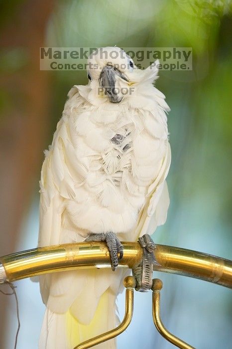 Parrots in The Westin Maui hotel courtyard, Maui, Hawai'i, 2007.

Filename: SRM_20071218_1351296.jpg
Aperture: f/2.8
Shutter Speed: 1/1000
Body: Canon EOS-1D Mark II
Lens: Canon EF 300mm f/2.8 L IS