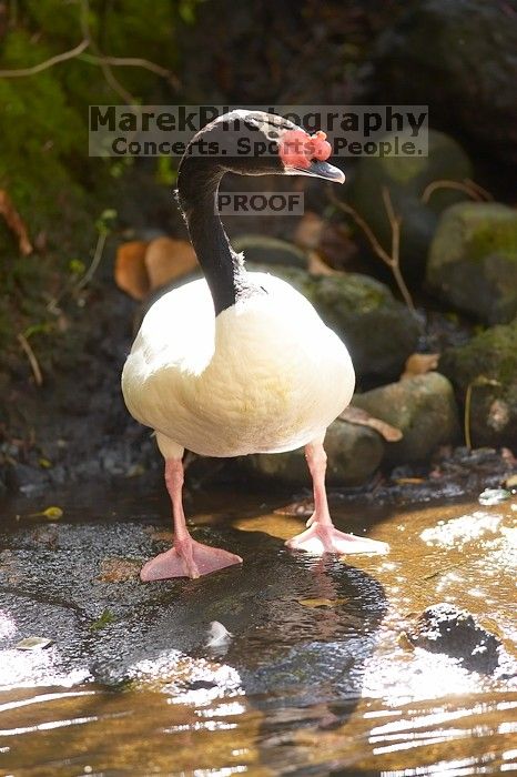 Birds in The Westin Maui hotel courtyard, Maui, Hawai'i, 2007.

Filename: SRM_20071218_1352381.jpg
Aperture: f/2.8
Shutter Speed: 1/800
Body: Canon EOS-1D Mark II
Lens: Canon EF 300mm f/2.8 L IS