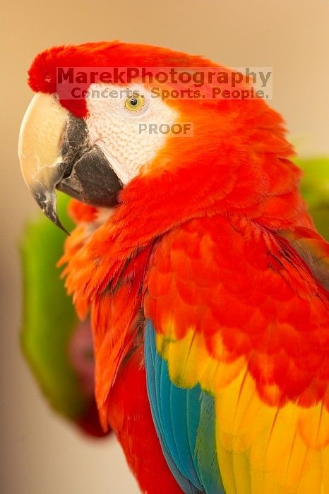 Parrots in The Westin Maui hotel courtyard, Maui, Hawai'i, 2007.

Filename: SRM_20071218_1354056.jpg
Aperture: f/2.8
Shutter Speed: 1/320
Body: Canon EOS-1D Mark II
Lens: Canon EF 300mm f/2.8 L IS