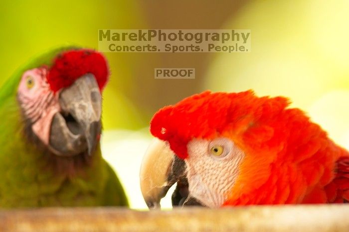 Parrots in The Westin Maui hotel courtyard, Maui, Hawai'i, 2007.

Filename: SRM_20071218_1355323.jpg
Aperture: f/2.8
Shutter Speed: 1/250
Body: Canon EOS-1D Mark II
Lens: Canon EF 300mm f/2.8 L IS