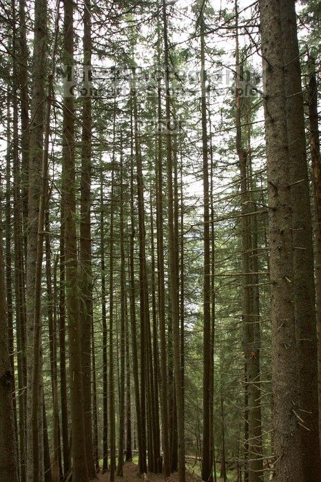 Hike from Murren, through Gimmelen, towards Schiltalp, then through Gimmelwald and back to Murren.
Filename: SRM_20080603_1223554.jpg
Aperture: f/8.0
Shutter Speed: 1/13
Body: Canon EOS-1D Mark II
Lens: Canon EF 16-35mm f/2.8 L