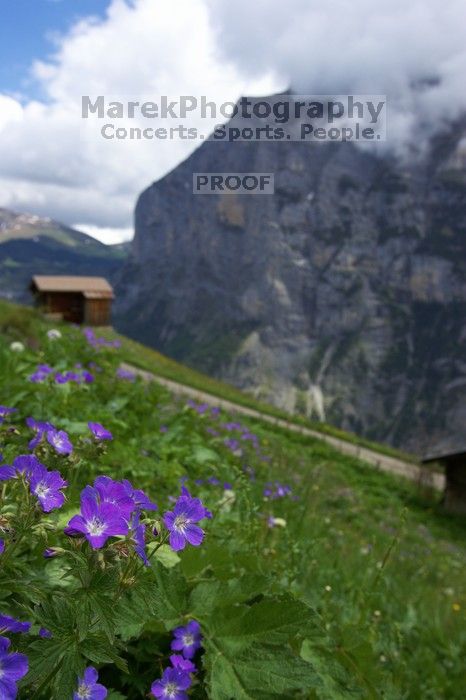 Hike from Murren, through Gimmelen, towards Schiltalp, then through Gimmelwald and back to Murren.
Filename: SRM_20080603_1301302.jpg
Aperture: f/8.0
Shutter Speed: 1/500
Body: Canon EOS-1D Mark II
Lens: Canon EF 16-35mm f/2.8 L