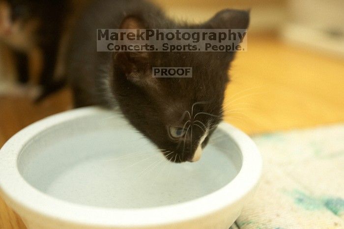 New kittens, Smokey and Daisy, from the Humane Society.

Filename: SRM_20080509_1912480.jpg
Aperture: f/2.8
Shutter Speed: 1/60
Body: Canon EOS-1D Mark II
Lens: Canon EF 16-35mm f/2.8 L