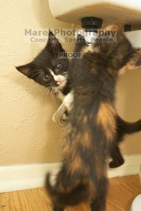 New kittens, Smokey and Daisy, from the Humane Society.
Filename: SRM_20080509_1914367.jpg
Aperture: f/2.8
Shutter Speed: 1/60
Body: Canon EOS-1D Mark II
Lens: Canon EF 16-35mm f/2.8 L