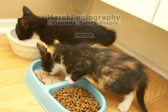 New kittens, Smokey and Daisy, from the Humane Society.
Filename: SRM_20080509_1918282.jpg
Aperture: f/2.8
Shutter Speed: 1/60
Body: Canon EOS-1D Mark II
Lens: Canon EF 16-35mm f/2.8 L