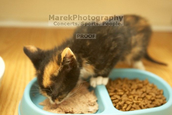 New kittens, Smokey and Daisy, from the Humane Society.
Filename: SRM_20080509_1918463.jpg
Aperture: f/2.8
Shutter Speed: 1/60
Body: Canon EOS-1D Mark II
Lens: Canon EF 16-35mm f/2.8 L