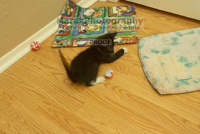 New kittens, Smokey and Daisy, from the Humane Society.

Filename: SRM_20080509_1951085.jpg
Aperture: f/5.6
Shutter Speed: 1/60
Body: Canon EOS-1D Mark II
Lens: Canon EF 16-35mm f/2.8 L