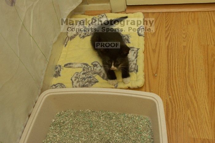 New kittens, Smokey and Daisy, from the Humane Society.

Filename: SRM_20080509_1953287.jpg
Aperture: f/5.6
Shutter Speed: 1/60
Body: Canon EOS-1D Mark II
Lens: Canon EF 16-35mm f/2.8 L