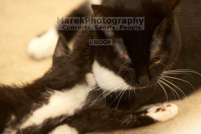 Foster kittens from the Austin Humane Society.

Filename: SRM_20080524_1030060.jpg
Aperture: f/2.8
Shutter Speed: 1/250
Body: Canon EOS-1D Mark II
Lens: Canon EF 300mm f/2.8 L IS