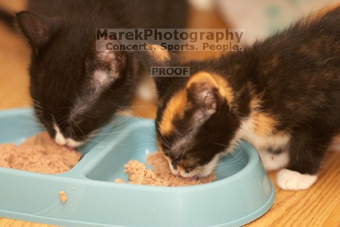 Foster kittens from the Austin Humane Society.

Filename: SRM_20080521_2043182.jpg
Aperture: f/2.8
Shutter Speed: 1/250
Body: Canon EOS-1D Mark II
Lens: Canon EF 300mm f/2.8 L IS