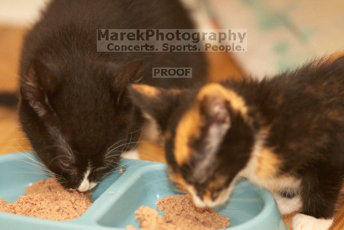 Foster kittens from the Austin Humane Society.

Filename: SRM_20080521_2044064.jpg
Aperture: f/2.8
Shutter Speed: 1/250
Body: Canon EOS-1D Mark II
Lens: Canon EF 300mm f/2.8 L IS