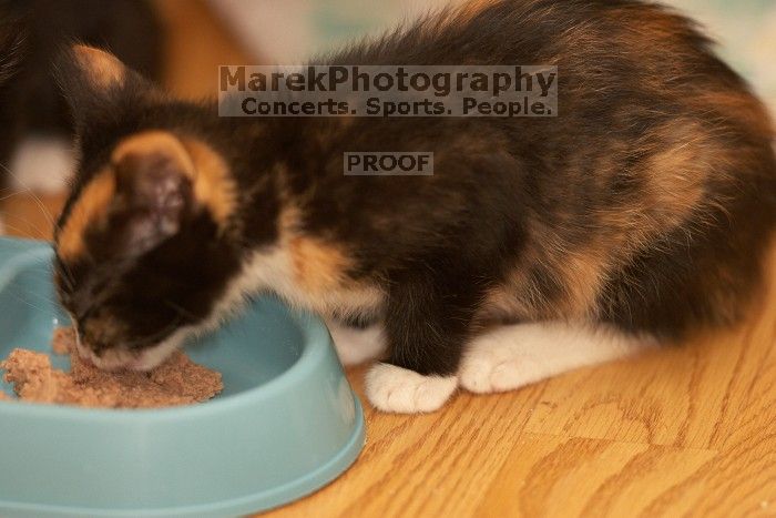 Foster kittens from the Austin Humane Society.

Filename: SRM_20080521_2044306.jpg
Aperture: f/2.8
Shutter Speed: 1/250
Body: Canon EOS-1D Mark II
Lens: Canon EF 300mm f/2.8 L IS