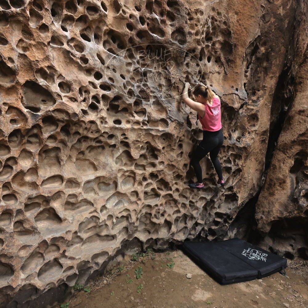 

Filename: SRM_20240331_0922590.jpg
Aperture: f/5.6
Shutter Speed: 1/160
Body: Canon EOS R6
Lens: Canon EF 16-35mm f/2.8 L