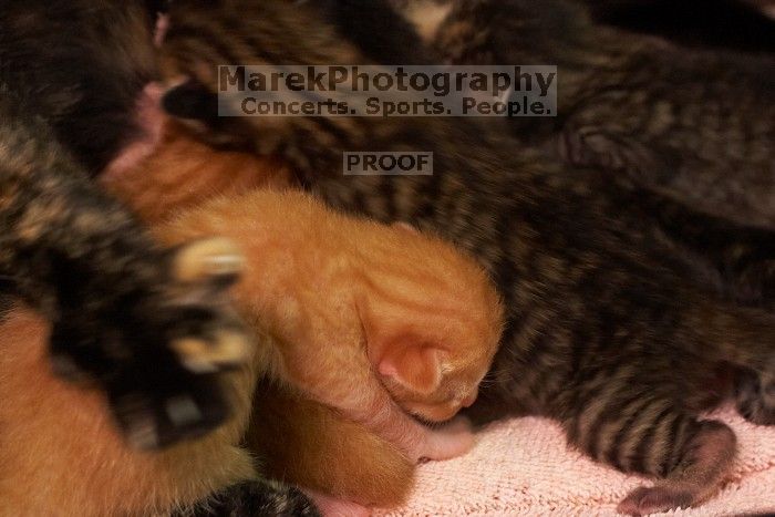 Foster mother Lily, with her five kittens Hank, George, Mia, Dora, and Sophie.  We are fostering them for the Austin Humane Society.

Filename: SRM_20080817_1157044.jpg
Aperture: f/5.0
Shutter Speed: 1/30
Body: Canon EOS 20D
Lens: Canon EF 50mm f/1.8 II