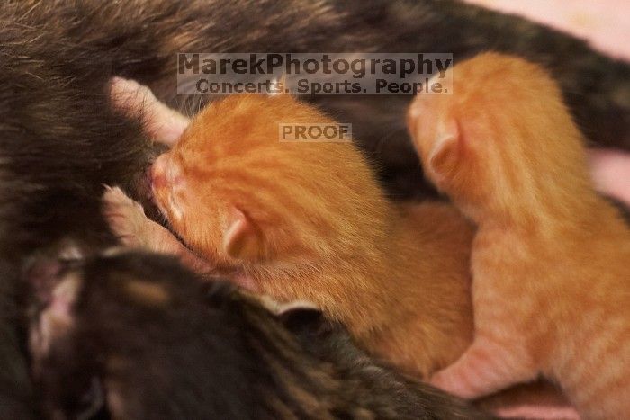 Foster mother Lily, with her five kittens Hank, George, Mia, Dora, and Sophie.  We are fostering them for the Austin Humane Society.

Filename: SRM_20080817_1159086.jpg
Aperture: f/4.0
Shutter Speed: 1/30
Body: Canon EOS 20D
Lens: Canon EF 50mm f/1.8 II