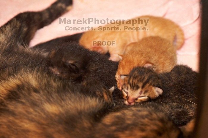 Foster mother Lily, with her five kittens Hank, George, Mia, Dora, and Sophie.  We are fostering them for the Austin Humane Society.

Filename: SRM_20080817_1201580.jpg
Aperture: f/4.0
Shutter Speed: 1/60
Body: Canon EOS 20D
Lens: Canon EF 50mm f/1.8 II