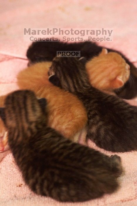 Foster mother Lily, with her five kittens Hank, George, Mia, Dora, and Sophie. We are fostering them for the Austin Humane Society.
Filename: SRM_20080817_1205489.jpg
Aperture: f/4.0
Shutter Speed: 1/25
Body: Canon EOS 20D
Lens: Canon EF 50mm f/1.8 II