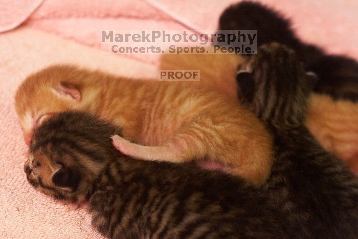 Foster mother Lily, with her five kittens Hank, George, Mia, Dora, and Sophie. We are fostering them for the Austin Humane Society.
Filename: SRM_20080817_1205540.jpg
Aperture: f/4.0
Shutter Speed: 1/25
Body: Canon EOS 20D
Lens: Canon EF 50mm f/1.8 II