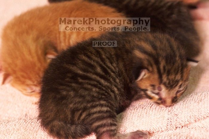 Foster mother Lily, with her five kittens Hank, George, Mia, Dora, and Sophie. We are fostering them for the Austin Humane Society.
Filename: SRM_20080817_1206209.jpg
Aperture: f/4.0
Shutter Speed: 1/25
Body: Canon EOS 20D
Lens: Canon EF 50mm f/1.8 II