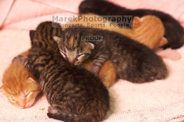 Foster mother Lily, with her five kittens Hank, George, Mia, Dora, and Sophie.  We are fostering them for the Austin Humane Society.

Filename: SRM_20080817_1206506.jpg
Aperture: f/4.0
Shutter Speed: 1/25
Body: Canon EOS 20D
Lens: Canon EF 50mm f/1.8 II
