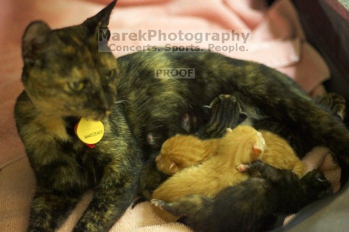Foster mother Lily, with her five kittens Hank, George, Mia, Dora, and Sophie. We are fostering them for the Austin Humane Society.
Filename: SRM_20080816_1255284.jpg
Aperture: f/2.0
Shutter Speed: 1/50
Body: Canon EOS-1D Mark II
Lens: Canon EF 50mm f/1.8 II