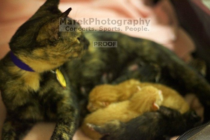 Foster mother Lily, with her five kittens Hank, George, Mia, Dora, and Sophie.  We are fostering them for the Austin Humane Society.

Filename: SRM_20080816_1255425.jpg
Aperture: f/2.0
Shutter Speed: 1/50
Body: Canon EOS-1D Mark II
Lens: Canon EF 50mm f/1.8 II