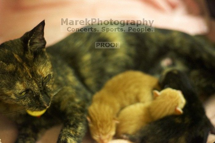 Foster mother Lily, with her five kittens Hank, George, Mia, Dora, and Sophie. We are fostering them for the Austin Humane Society.
Filename: SRM_20080816_1256049.jpg
Aperture: f/2.0
Shutter Speed: 1/40
Body: Canon EOS-1D Mark II
Lens: Canon EF 50mm f/1.8 II