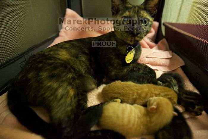 Foster mother Lily, with her five kittens Hank, George, Mia, Dora, and Sophie.  We are fostering them for the Austin Humane Society.

Filename: SRM_20080816_1258364.jpg
Aperture: f/2.8
Shutter Speed: 1/30
Body: Canon EOS-1D Mark II
Lens: Canon EF 16-35mm f/2.8 L