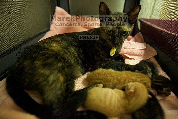 Foster mother Lily, with her five kittens Hank, George, Mia, Dora, and Sophie.  We are fostering them for the Austin Humane Society.

Filename: SRM_20080816_1258405.jpg
Aperture: f/2.8
Shutter Speed: 1/30
Body: Canon EOS-1D Mark II
Lens: Canon EF 16-35mm f/2.8 L