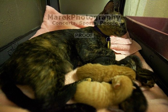 Foster mother Lily, with her five kittens Hank, George, Mia, Dora, and Sophie.  We are fostering them for the Austin Humane Society.

Filename: SRM_20080816_1258446.jpg
Aperture: f/2.8
Shutter Speed: 1/30
Body: Canon EOS-1D Mark II
Lens: Canon EF 16-35mm f/2.8 L
