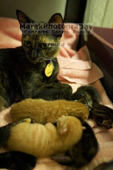 Foster mother Lily, with her five kittens Hank, George, Mia, Dora, and Sophie.  We are fostering them for the Austin Humane Society.

Filename: SRM_20080816_1259047.jpg
Aperture: f/2.8
Shutter Speed: 1/30
Body: Canon EOS-1D Mark II
Lens: Canon EF 16-35mm f/2.8 L