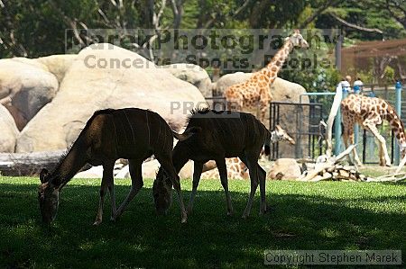 Visit to San Francisco Zoo.

Filename: srm_20050529_153906_9_std.jpg
Aperture: f/4.5
Shutter Speed: 1/250
Body: Canon EOS 20D
Lens: Canon EF 80-200mm f/2.8 L
