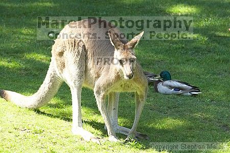 Kangaroos at the San Francisco Zoo.

Filename: srm_20050529_182308_4_std.jpg
Aperture: f/6.3
Shutter Speed: 1/320
Body: Canon EOS 20D
Lens: Canon EF 80-200mm f/2.8 L