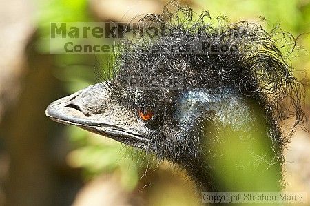Emu at the San Francisco Zoo.

Filename: srm_20050529_182426_9_std.jpg
Aperture: f/7.1
Shutter Speed: 1/500
Body: Canon EOS 20D
Lens: Canon EF 80-200mm f/2.8 L
