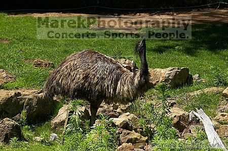 Emu at the San Francisco Zoo.

Filename: srm_20050529_182022_6_std.jpg
Aperture: f/7.1
Shutter Speed: 1/1600
Body: Canon EOS 20D
Lens: Canon EF 80-200mm f/2.8 L