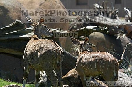 Visit to San Francisco Zoo.

Filename: srm_20050529_151700_0_std.jpg
Aperture: f/4.5
Shutter Speed: 1/400
Body: Canon EOS 20D
Lens: Canon EF 80-200mm f/2.8 L