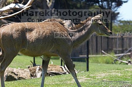 Visit to San Francisco Zoo.

Filename: srm_20050529_151730_4_std.jpg
Aperture: f/4.5
Shutter Speed: 1/250
Body: Canon EOS 20D
Lens: Canon EF 80-200mm f/2.8 L