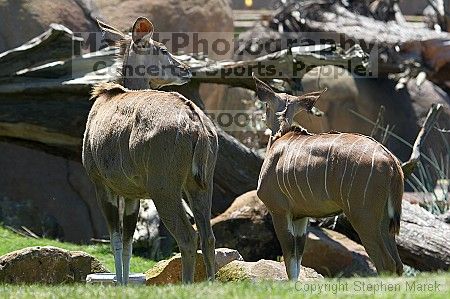 Visit to San Francisco Zoo.

Filename: srm_20050529_151702_1_std.jpg
Aperture: f/4.5
Shutter Speed: 1/250
Body: Canon EOS 20D
Lens: Canon EF 80-200mm f/2.8 L