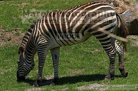 Zebra at the San Francisco Zoo.

Filename: srm_20050529_152916_3_std.jpg
Aperture: f/5.6
Shutter Speed: 1/500
Body: Canon EOS 20D
Lens: Canon EF 80-200mm f/2.8 L