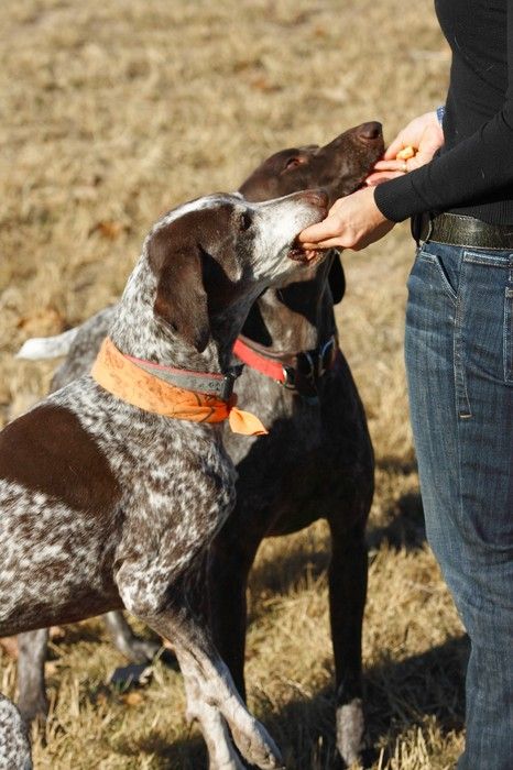 Portraits of the Terranova family, including Meredith, Paul, Daisy, and Flyer.
Filename: SRM_20081207_15104376.jpg
Aperture: f/5.6
Shutter Speed: 1/1250
Body: Canon EOS-1D Mark II
Lens: Canon EF 80-200mm f/2.8 L