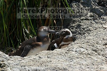 Penguins at the San Francisco Zoo.

Filename: srm_20050529_164526_1_std.jpg
Aperture: f/5.6
Shutter Speed: 1/800
Body: Canon EOS 20D
Lens: Canon EF 80-200mm f/2.8 L