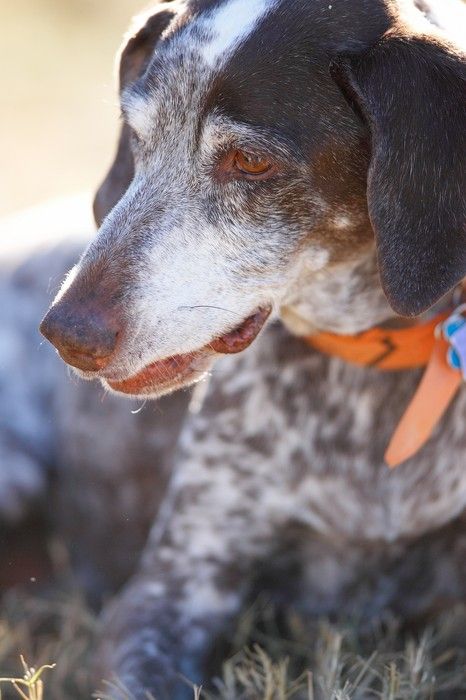 Portraits of the Terranova family, including Meredith, Paul, Daisy, and Flyer.
Filename: SRM_20081207_15171415.jpg
Aperture: f/2.8
Shutter Speed: 1/1600
Body: Canon EOS-1D Mark II
Lens: Canon EF 300mm f/2.8 L IS