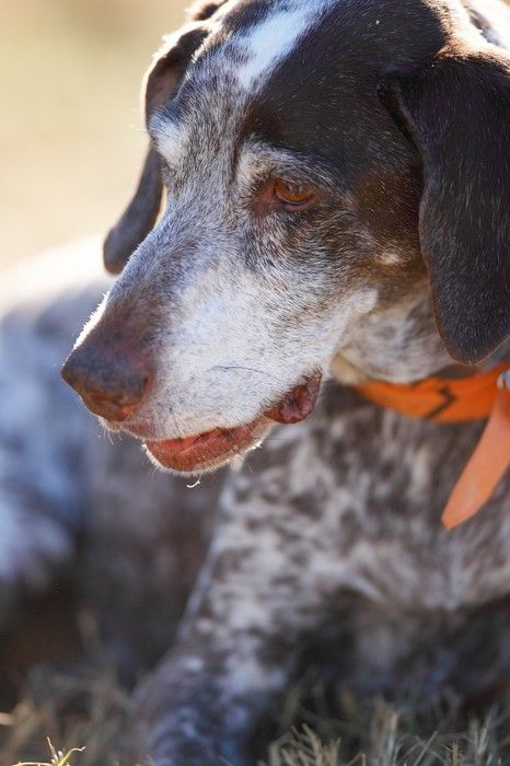 Portraits of the Terranova family, including Meredith, Paul, Daisy, and Flyer.
Filename: SRM_20081207_15171416.jpg
Aperture: f/2.8
Shutter Speed: 1/2500
Body: Canon EOS-1D Mark II
Lens: Canon EF 300mm f/2.8 L IS