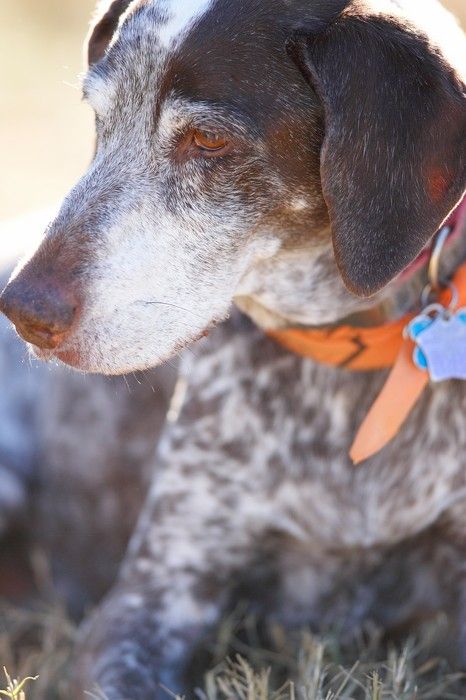 Portraits of the Terranova family, including Meredith, Paul, Daisy, and Flyer.
Filename: SRM_20081207_15171417.jpg
Aperture: f/2.8
Shutter Speed: 1/1600
Body: Canon EOS-1D Mark II
Lens: Canon EF 300mm f/2.8 L IS