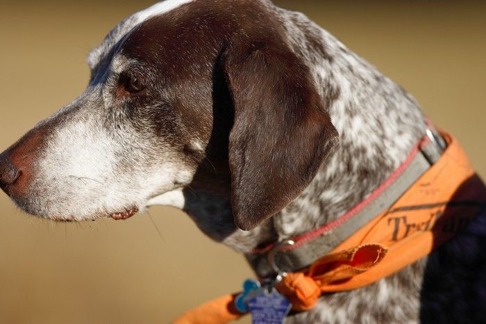 Portraits of the Terranova family, including Meredith, Paul, Daisy, and Flyer.
Filename: SRM_20081207_15200757.jpg
Aperture: f/2.8
Shutter Speed: 1/6400
Body: Canon EOS-1D Mark II
Lens: Canon EF 300mm f/2.8 L IS