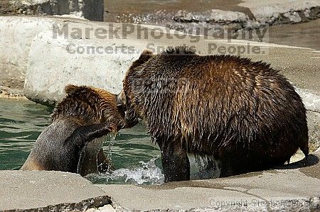 Bears playing at the San Francisco Zoo.

Filename: srm_20050529_173150_5_std.jpg
Aperture: f/5.6
Shutter Speed: 1/800
Body: Canon EOS 20D
Lens: Canon EF 80-200mm f/2.8 L