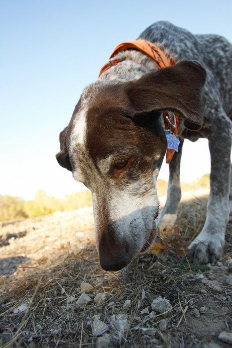 Portraits of the Terranova family, including Meredith, Paul, Daisy, and Flyer.
Filename: SRM_20081207_15265733.jpg
Aperture: f/5.6
Shutter Speed: 1/500
Body: Canon EOS-1D Mark II
Lens: Canon EF 16-35mm f/2.8 L