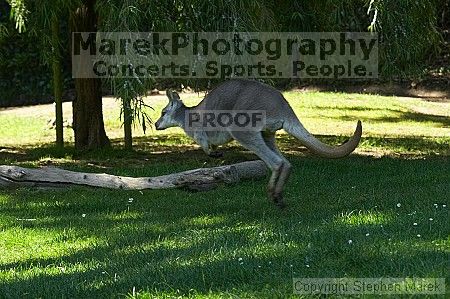 Kangaroo jumping at the San Francisco Zoo.

Filename: srm_20050529_182510_1_std.jpg
Aperture: f/7.1
Shutter Speed: 1/320
Body: Canon EOS 20D
Lens: Canon EF 80-200mm f/2.8 L