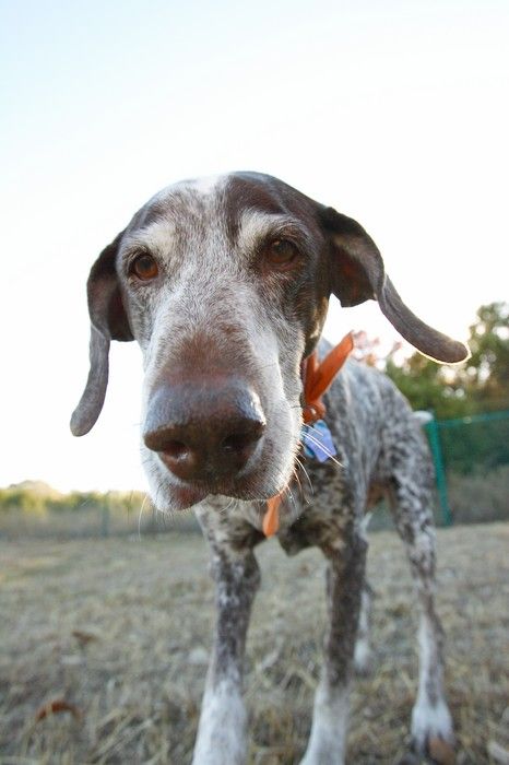 Portraits of the Terranova family, including Meredith, Paul, Daisy, and Flyer.
Filename: SRM_20081207_15302052.jpg
Aperture: f/5.6
Shutter Speed: 1/640
Body: Canon EOS-1D Mark II
Lens: Canon EF 16-35mm f/2.8 L