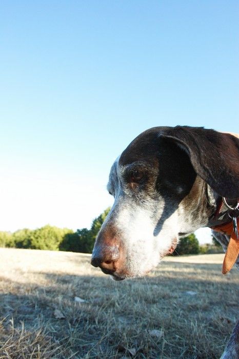 Portraits of the Terranova family, including Meredith, Paul, Daisy, and Flyer.
Filename: SRM_20081207_15302156.jpg
Aperture: f/5.6
Shutter Speed: 1/1000
Body: Canon EOS-1D Mark II
Lens: Canon EF 16-35mm f/2.8 L